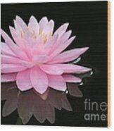 Pink Water Lily In A Dark Pond Wood Print