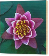 Rose Waterlily Wood Print
