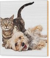 Playful Dog And Cat Laying Together Wood Print