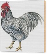 Plymouth Rock Rooster Wood Print