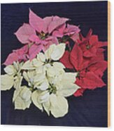 Poinsettia Tricolor Wood Print