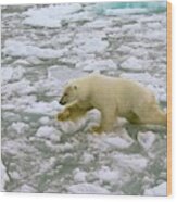 Polar Bear Crossing Ice Floes Wood Print