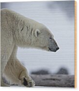 Polar Bear In Search Of Food Wood Print