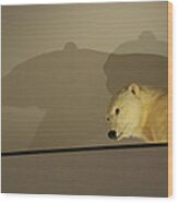 Polar Bear Shadows Wood Print