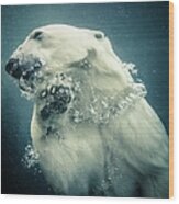 Polar Bear Swimming Wood Print