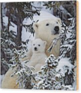 Polar Bear With Cub Wood Print