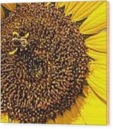 The Sunflower And The Bee Wood Print