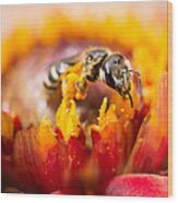 Pollination Wood Print