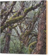 Polylepis Forest Cordillera Blanca Peru Wood Print