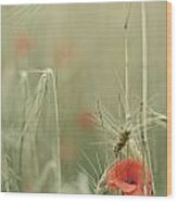 Poppies And Wheat Ear Wood Print