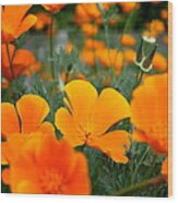 Poppies Wood Print