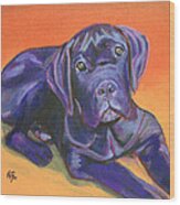 Portrait Of A Black Puppy Of Cane Corso - Italian Mastiff Wood Print