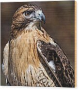 Portrait Of A Red Tailed Hawk Wood Print