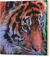 Portrait Of A Tiger Wood Print