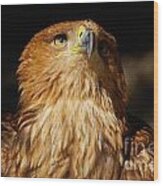 Portrait Of An Eastern Imperial Eagle Wood Print