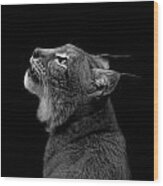 Portrait Of Lynx In Black And White Wood Print