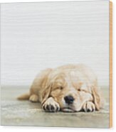 Portrait Of Puppy Sleeping On Wooden Wood Print