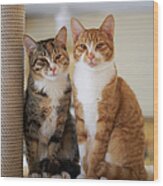 Portrait Of Two Young Cats Wood Print