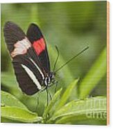 Postman Butterfly On Green Wood Print