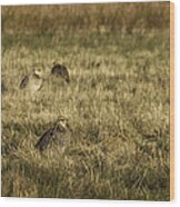 Prairie Chickens After The Boom Wood Print