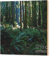 Prairie Creek Redwoods State Park 10 Wood Print