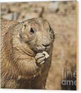 Prairie Dog Wood Print