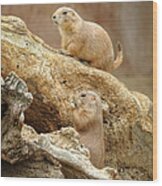 Prairie Dogs Wood Print