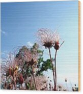 Prairie Smoke #4 Wood Print