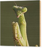 Praying Mantis Macro Portrait Wood Print
