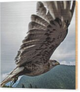 Predatory Bird In Flight Wood Print