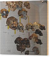 Prehistoric Skulls Wood Print