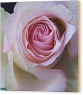 Pretty In Pink - Roses Macro Flowers Fine Art  Photography Wood Print