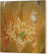 Prickly Pear Blossom Wood Print