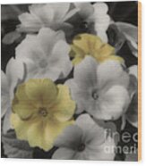 Primrose Flowers Wood Print