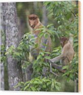 Proboscis Monkey Mother And Juvenile Wood Print