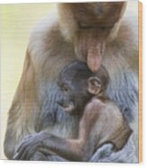 Proboscis Monkey Mother Holding Baby Wood Print