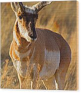 Pronghorn Wood Print