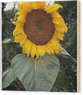 Proud Sunflower Wood Print