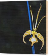 Psychopsis - Butterfly Orchids Wood Print