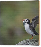 Puffin Carrying Sandeels, Isle Of May Uk Wood Print