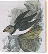 Puffin Wood Print