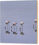 Puna Flamingos Feeding Laguna Blanca Wood Print