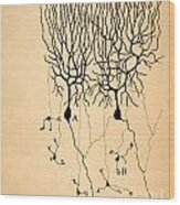Purkinje Cells By Cajal 1899 Wood Print