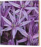 Purple Allium Wood Print