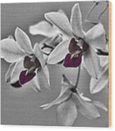 Purple And Pale Green Orchids - Black And White Wood Print