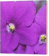 Purple Aster Wood Print