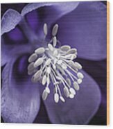 Purple Burst Of  White Columbine Wood Print