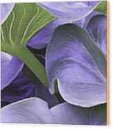 Purple Calla Lily Bush Wood Print