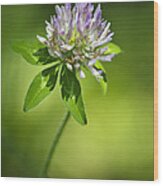 Purple Clover Flower Wood Print