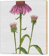 Purple Coneflower - Echinacea Purpurea Wood Print